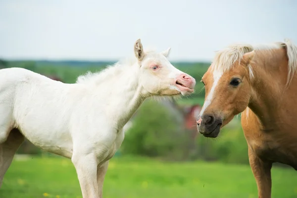 Grädde ponny föl på ängen med vuxna ponny — Stockfoto