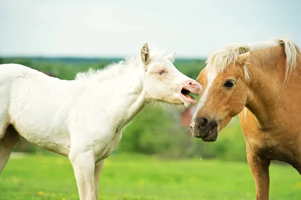 クリーム色のポニー馬大人のポニーとの牧草地で. — ストック写真