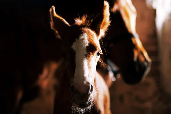 Newborn foal in the stable — Stock Photo, Image