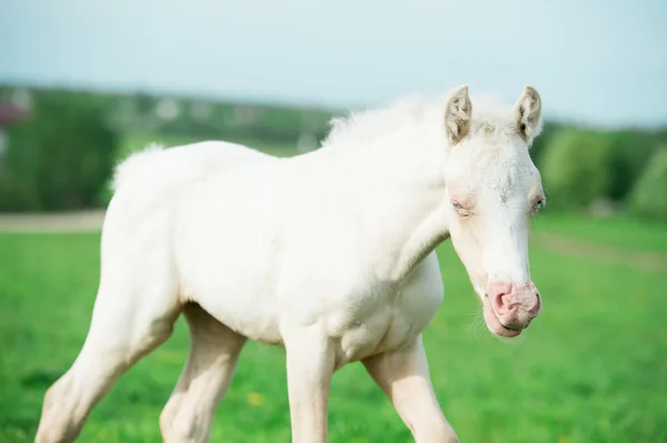 Hříbě poníka krém na louce — Stock fotografie