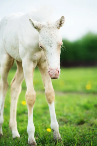 Divertente pony crema puledro nel prato — Foto Stock