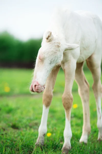 Rolig ponny grädde föl på ängen — Stockfoto