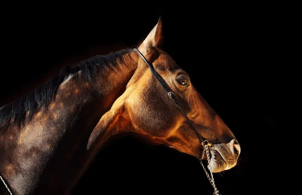 Mooi portret van baai rasechte akhal-teke hengst op zwart — Stockfoto