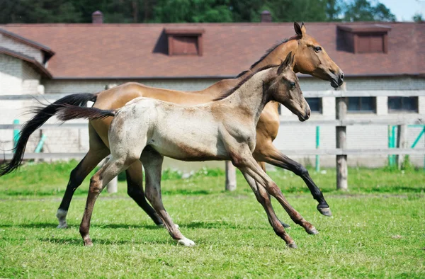 Fonctionnement du barrage akhalteke de race pure avec poulain dans le paddock — Photo