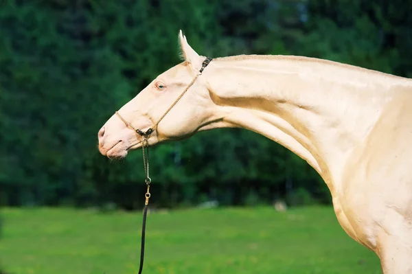 Portret van creamello rasechte akhalteke hengst — Stockfoto