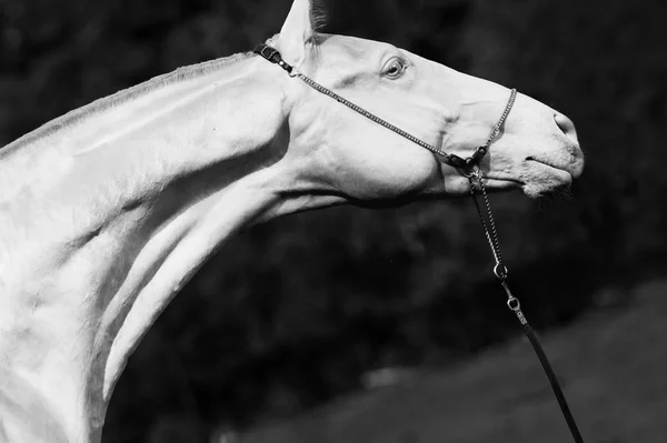 Porträtt av creamello renrasig akhalteke hingst — Stockfoto