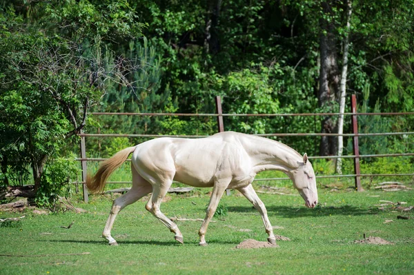 Running creamello purebred akhalteke stallion in paddock — Stock Photo, Image