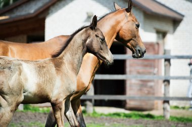 Safkan akhalteke barajı ve çayırda tay koşuyor.