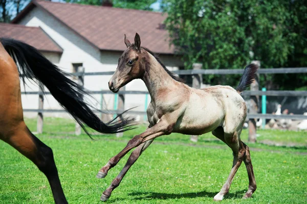 Running purebred akhalteke dam with foal in the paddock — Stock Photo, Image