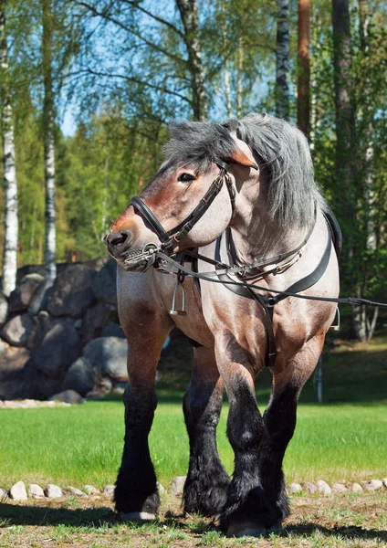 Stallion of brabant breed — Stock Photo, Image