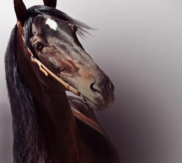 Beautiful purebred Andalusian stallion at gradient  background. — Stock Photo, Image