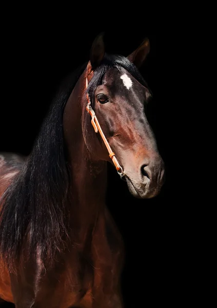 Andalusische Rasse brauner Hengst isoliert auf schwarz — Stockfoto