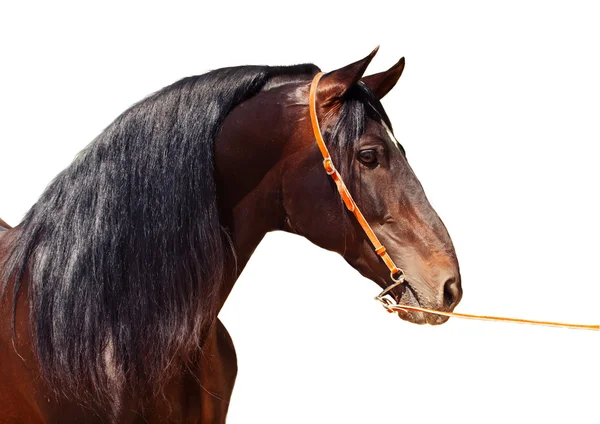 Portrait of Andalusian bay stallion at white background — Stock Photo, Image