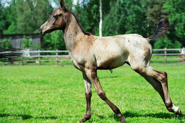 Esecuzione purosangue akhalteke puledro nel paddock — Foto Stock