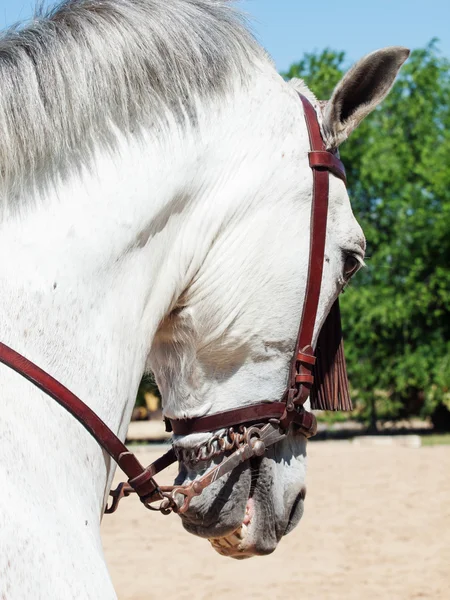 Ritratto di cavallo bianco andaluso — Foto Stock