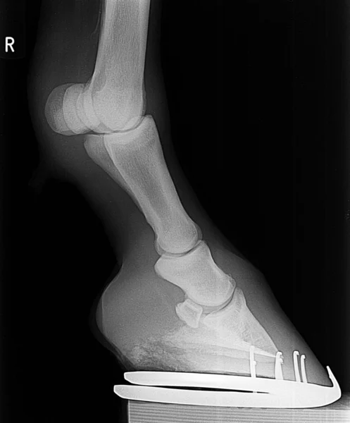 Hores voorzijde rechterbeen xray foto. — Stockfoto