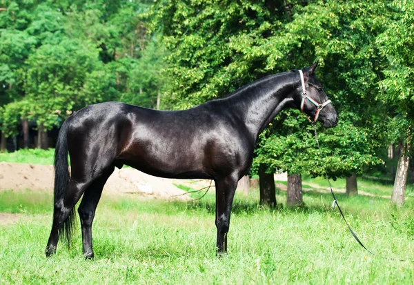 Внешний вид чёрной спортивной лошади — стоковое фото