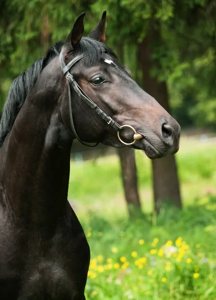 Portrait of of black sportive horse — Stock Photo, Image