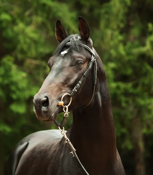 Portrét černé sportovní koně — Stock fotografie