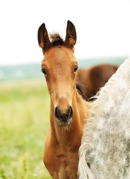 Portrét trotter hříbě v louce — Stock fotografie