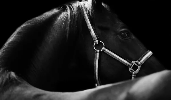 Art portrait of beautiful black horse — Stock Photo, Image