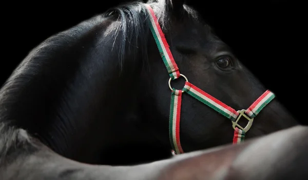 Portrétní umění krásné černé koně — Stock fotografie