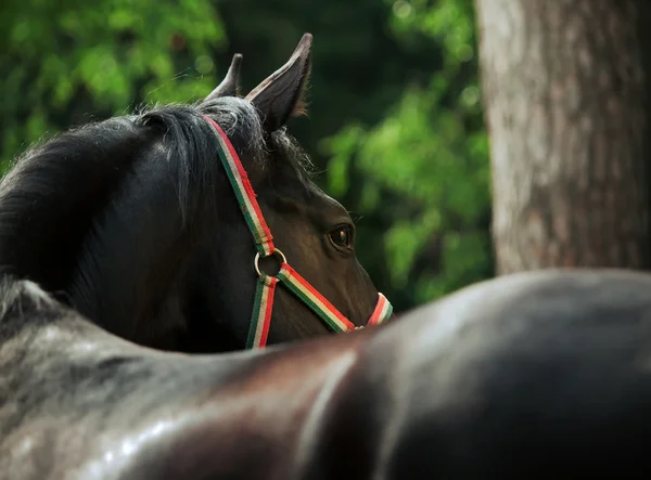 美しい黒い馬の芸術の肖像画 — ストック写真