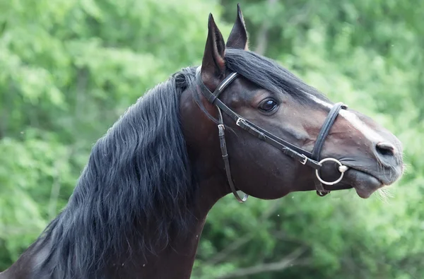 Portrait of beautiful breed sportive stallion — Stock Photo, Image