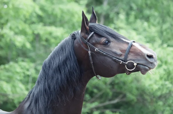 Portrait of beautiful breed sportive stallion — Stock Photo, Image