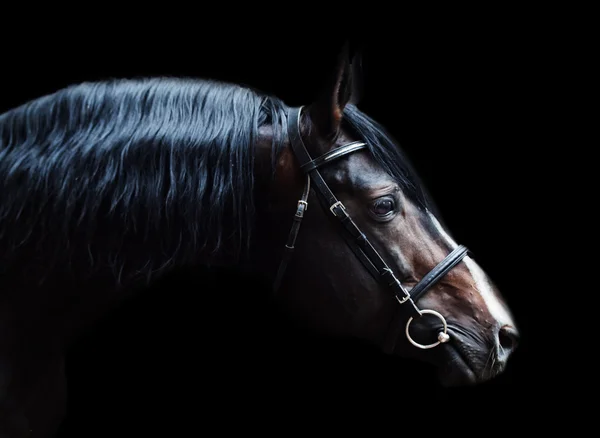 Porträtt av vackra ras sportig hingst på svart bak — Stockfoto