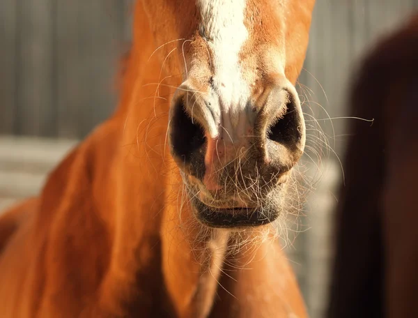 Neus van veulen. Close-up — Stockfoto