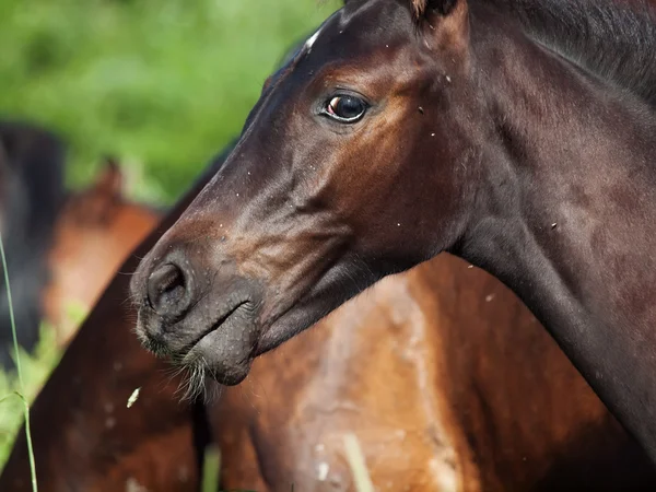 自由に馬の肖像画。クローズ アップ — ストック写真