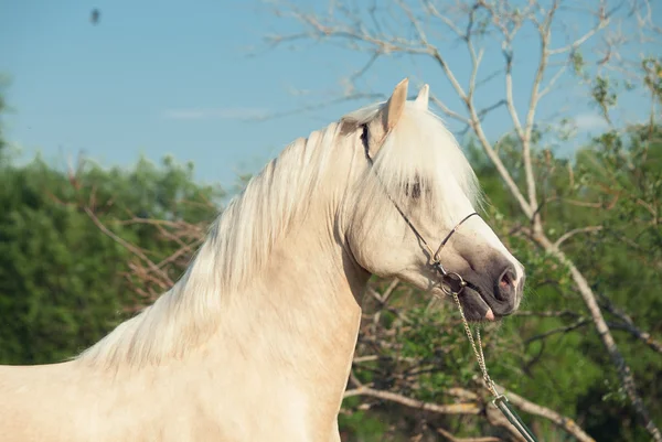 Porträtt av palomino welsh cob — Stockfoto