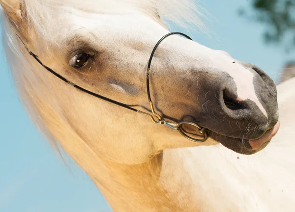 Palomino portréja walesi ércet fejt — Stock Fotó