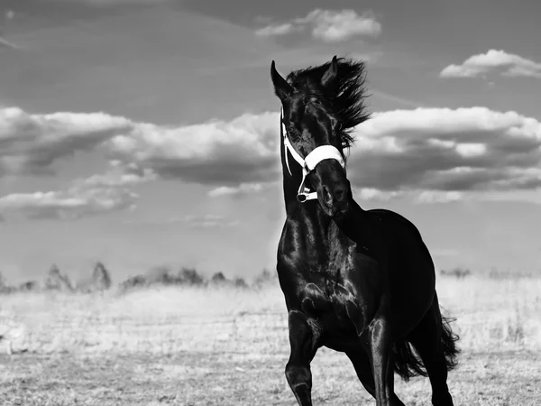 Running  beautiful black breed stallion in spring field — Stock Photo, Image
