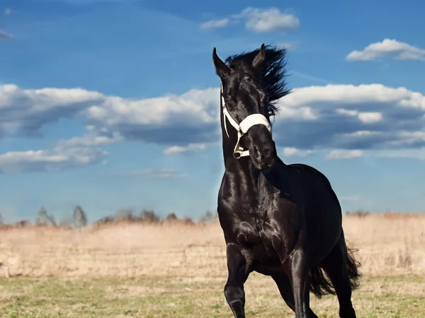 スプリング フィールドの美しい黒犬種牡馬を実行 — ストック写真