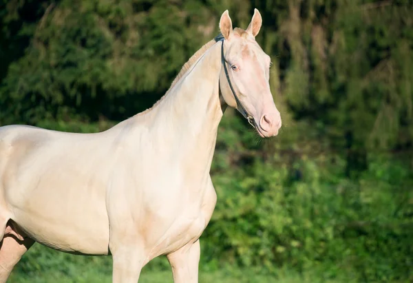 Portrait de l'étalon akhalteke crémeux de race pure — Photo