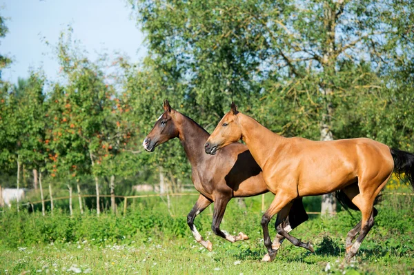 Uitvoeren van rasechte akhalteke dammen — Stockfoto