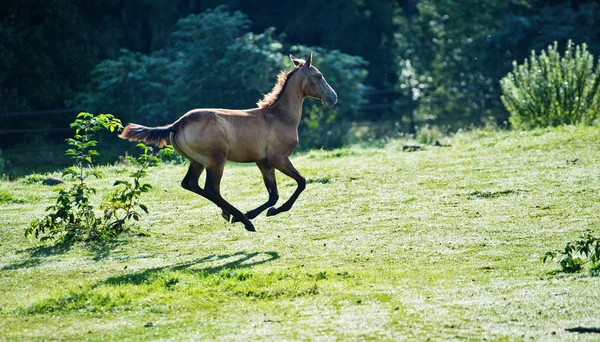 Corriendo presa de pura raza akhalteke con potro en el paddock —  Fotos de Stock