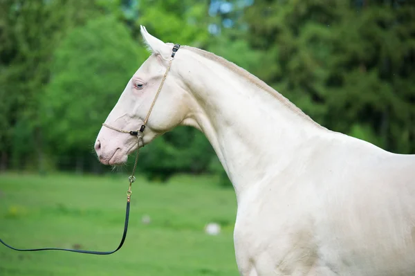 Portret van creamello rasechte akhalteke hengst — Stockfoto