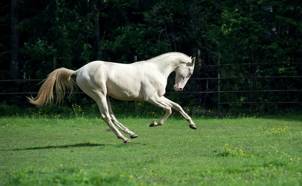 パドックで creamello 純血種 akhalteke 種牡馬を実行します。 — ストック写真