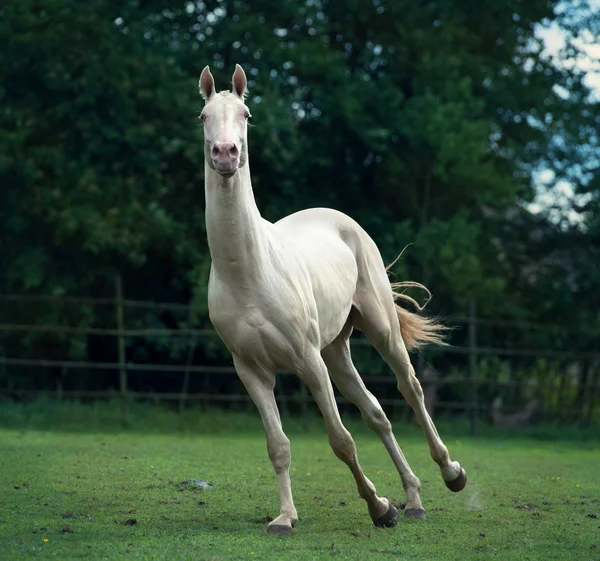 Kör creamello renrasig akhalteke hingst i Hagen — Stockfoto