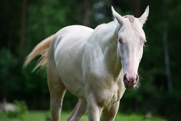 Creamello purebred young akhalteke stallion in freedom — Stock Photo, Image