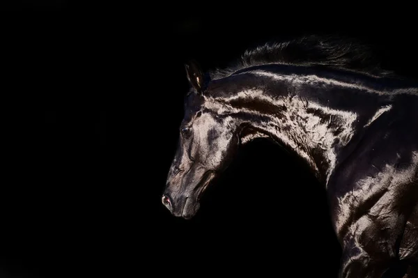 Portrait de l'étalon noir courant à l'arrière-rond noir — Photo