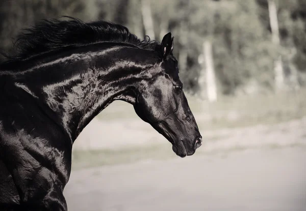 Portrait of running black stallion  in paddock — Stock Photo, Image