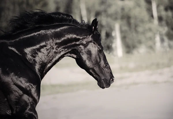 Retrato de semental negro corriendo en paddock —  Fotos de Stock