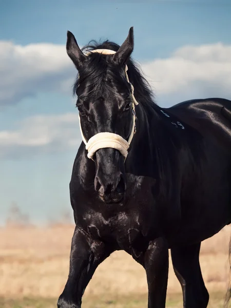 Porträtt av vackra svarta rasen hingst våren fältet — Stockfoto