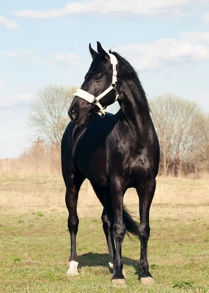 Beautiful black breed stallion in spring field — Stock Photo, Image