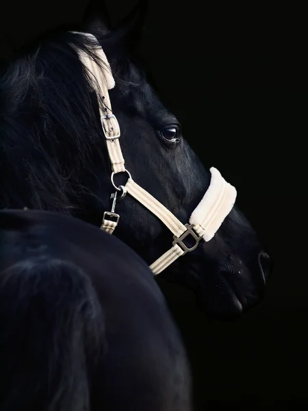 Portrait of beautiful black breed stallion Stock Picture