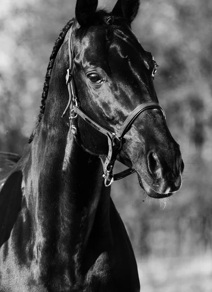 Portrait of beautiful black breed stallion — Stock Photo, Image